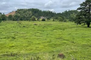 Bienes y Ra&iacute;ces Genesis S.A.S