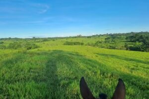 Bienshop: Bienes Raíces Montiel