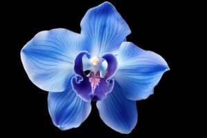 BLUE ORCHID 609