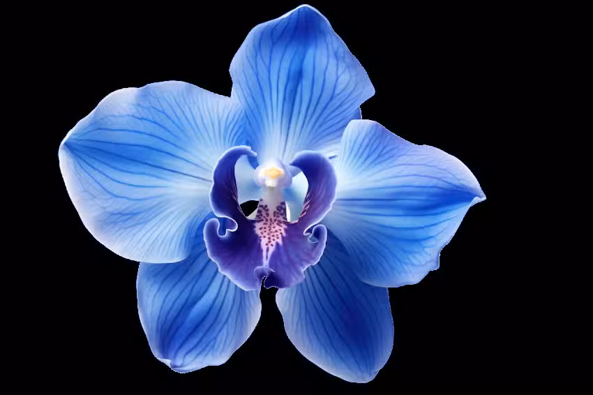 BLUE ORCHID 609