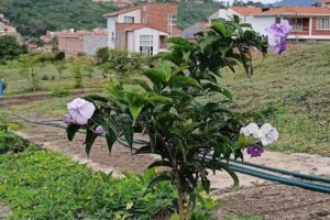 CONJUNTO RESIDENCIAL PALMERAS I Habitat y Confort