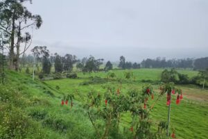 Invest Gold Inmobiliaria S.A.S