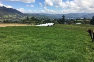 Kasalov inmobiliaria