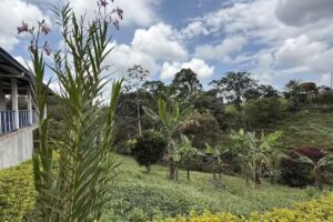 Negociando Inmobiliaria