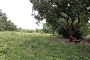 Prado Verde(lotes para construir )